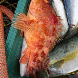 海龍丸（福岡） 釣果