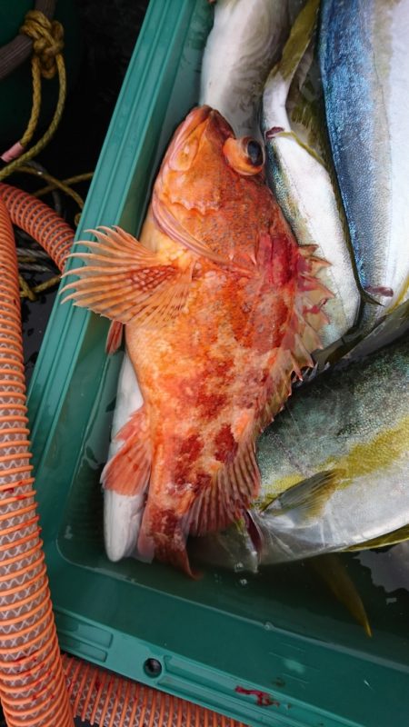 海龍丸（福岡） 釣果