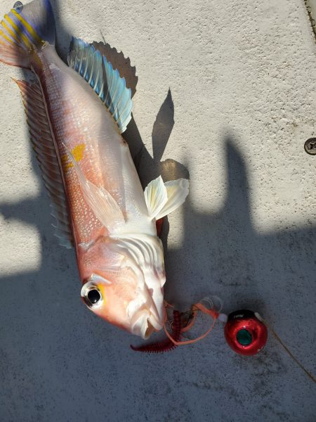 珀宝丸 釣果