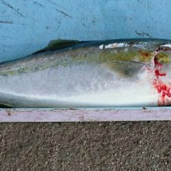 明神釣船 釣果