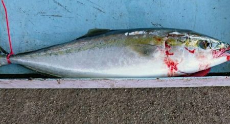 明神釣船 釣果