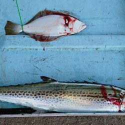 明神釣船 釣果