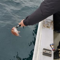 遊漁船　ニライカナイ 釣果