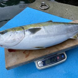 まるいち丸 ZERO-1 釣果