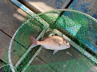 幸吉丸 釣果