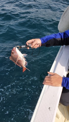 遊漁船　ニライカナイ 釣果