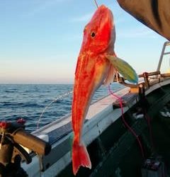 松福丸 釣果