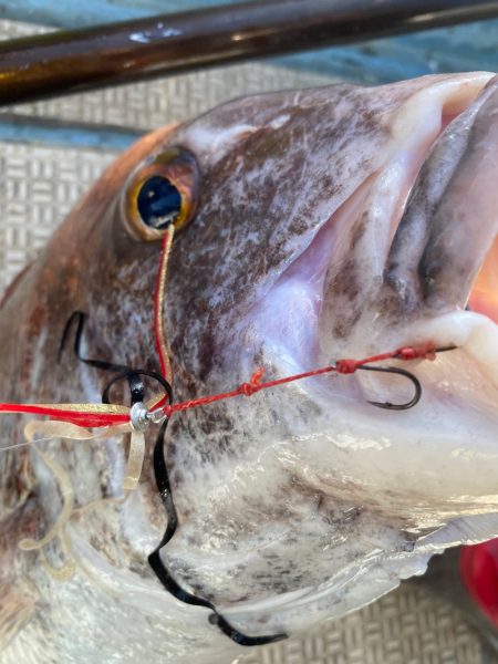 龍神丸（鹿児島） 釣果