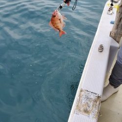 遊漁船　ニライカナイ 釣果