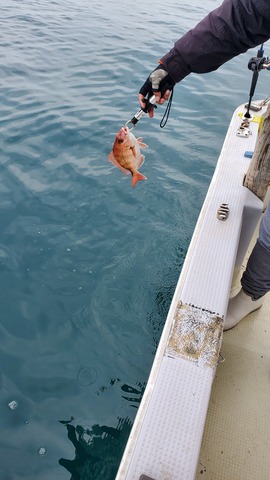 遊漁船　ニライカナイ 釣果