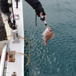 遊漁船　ニライカナイ 釣果