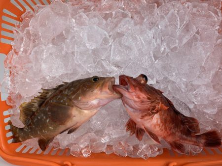 白墨丸 釣果