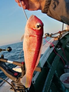 松福丸 釣果