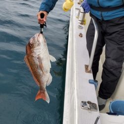 遊漁船　ニライカナイ 釣果