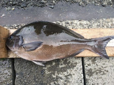 伊豆下田フィッシング 釣果