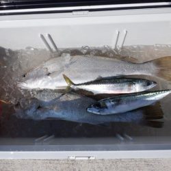 開進丸 釣果