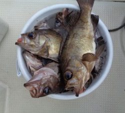 兼六丸 釣果