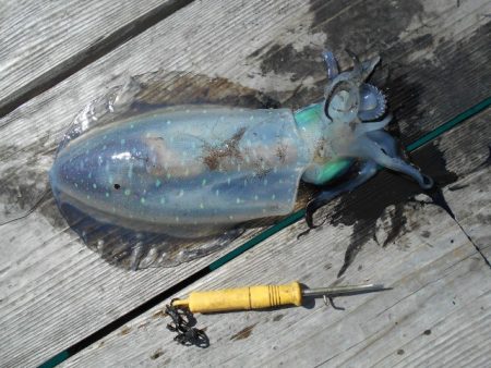 こかわ渡船　雅丸 釣果