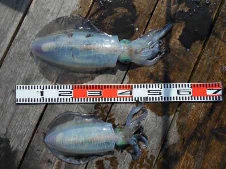 こかわ渡船　雅丸 釣果