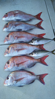 釣り舟　海竜 釣果