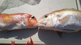 釣り舟　海竜 釣果