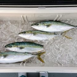 火遠理丸（ほおりまる） 釣果