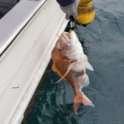 遊漁船　ニライカナイ 釣果