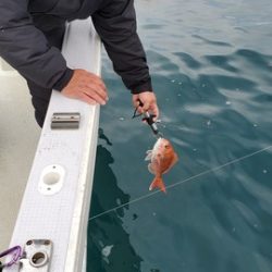 遊漁船　ニライカナイ 釣果