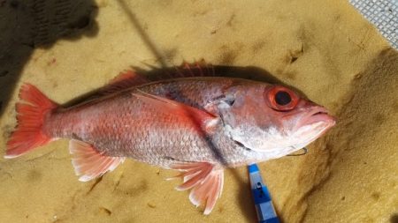 小海途 釣果