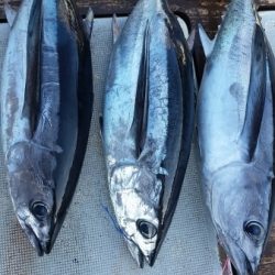 小海途 釣果