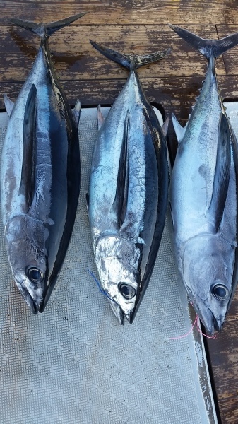 小海途 釣果