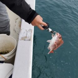 遊漁船　ニライカナイ 釣果