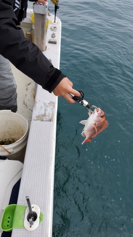 遊漁船　ニライカナイ 釣果