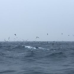 松鶴丸 釣果