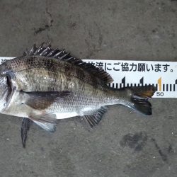 ふじや釣舟店 釣果