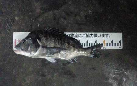 ふじや釣舟店 釣果