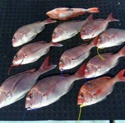 東京湾探釣隊ぼっち 釣果