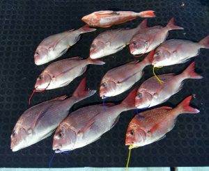 東京湾探釣隊ぼっち 釣果