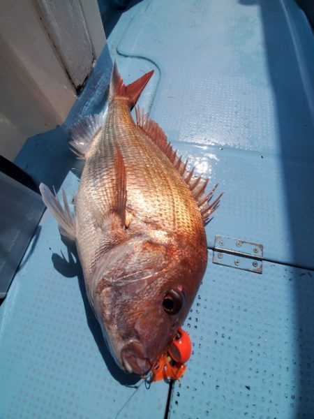 海晴丸 釣果