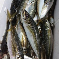 シースナイパー海龍 釣果