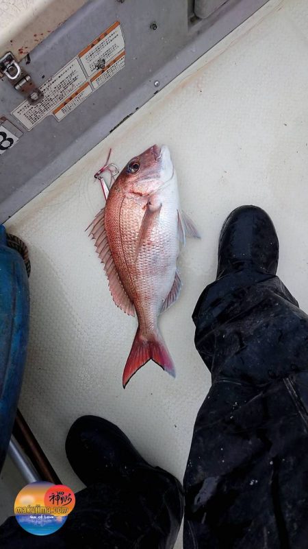 幕島丸 釣果