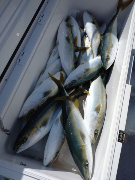 ありもと丸 釣果