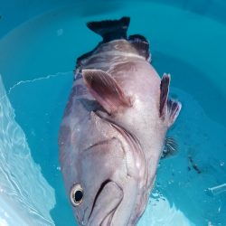 進誠丸 釣果