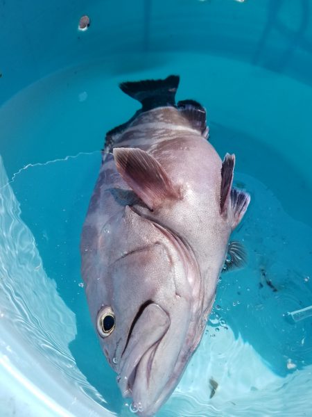 進誠丸 釣果