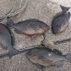 しば渡船 釣果