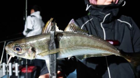 シースナイパー海龍 釣果