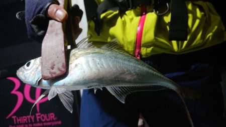 シースナイパー海龍 釣果