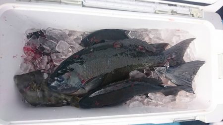 しば渡船 釣果