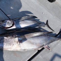 渡船屋たにぐち 釣果