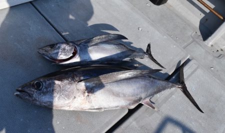 渡船屋たにぐち 釣果